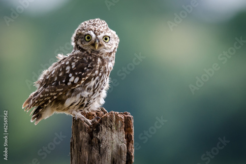 Board z aluminiowym obramowaniem Uk wild little owl