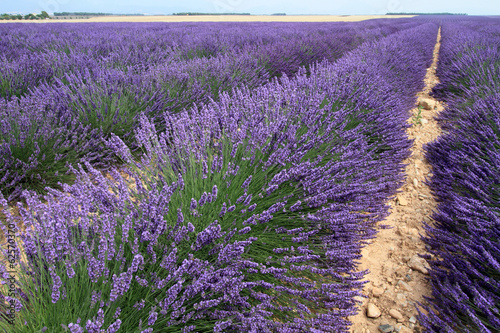 Obraz na płótnie canvas Valensole prowansja francja lawendowe pola