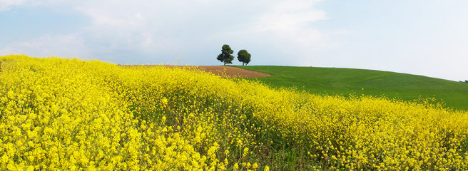 Meadow with two trees