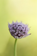 Poster - Great masterwort, Astrantia major