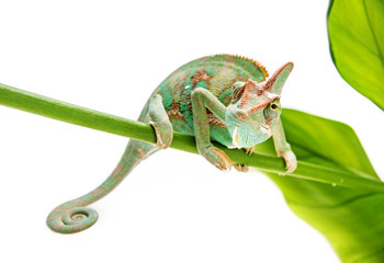 Wall Mural - Chamaeleo calyptratus, male, isolated on a white background