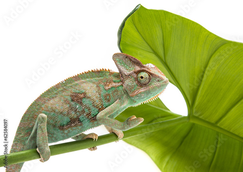 Naklejka samoprzylepna Chamaeleo calyptratus, mężczyzna, odizolowany, na białym tle