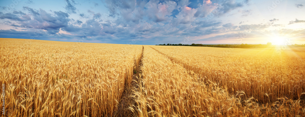 Meadow of wheat. - obrazy, fototapety, plakaty 