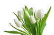 white tulips bouquet