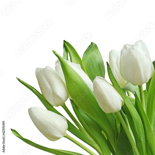  Plakaty tulipany   bukiet-bialych-tulipanow
