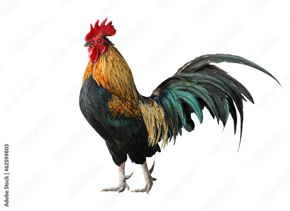 Thailand Fighter chicken rooster - obrazy, fototapety, plakaty 