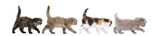 Fototapeta Koty - Side view of Highland fold kittens walking in line