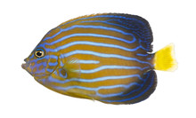 Side View Of A Northern Angelfish