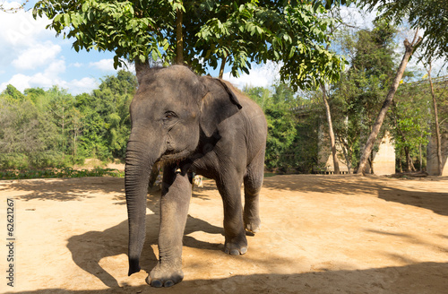 Plakat na papierze fotorealistycznym Elefant chodzić na zewnątrz na drzewach