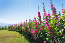Field Of Hollyhock (Althaea Rosea) Blossoms