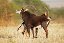 Pair Of Sable Antelopes