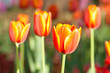 beautiful tulip