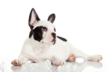 Canvas Print - French bulldog puppy