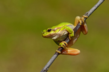 Wall Mural - Frog