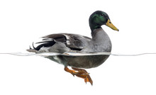 Side View Of A Mallard Floating On The Water, Anas Platyrhynchos