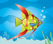 multicolor fish marine ocean nature
