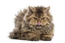 Front View Of A Grumpy Selkirk Rex Lying, Licking Its Lips