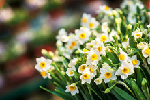 Bunch Of White Daffodils At A Spring Flower Market
