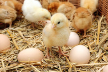 Little Chicks In The Hay With Eggs