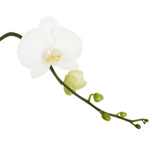 White Flower Of Orchid. Vector Illustration. Isolated White