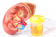Kidney, urine sample and lab form