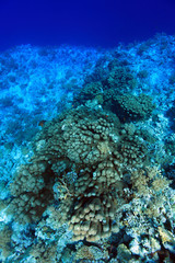 Wall Mural - Coral structure in the tropical reef of the red sea