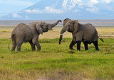 Fototapeta Natura - Elephant