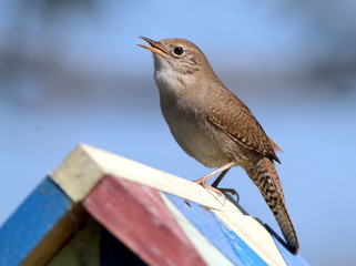 Wall Mural - House Wren on a Birdhouse