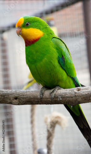 Board z aluminiowym obramowaniem Port lincoln papuga - australijski ringneck