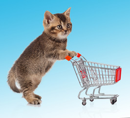 Wall Mural - british cat with shopping cart