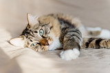 Fototapeta Uliczki - Grey cat lying on bed