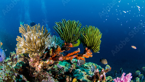 Fotoboard na płycie Similan21