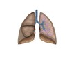 anatomie lunge