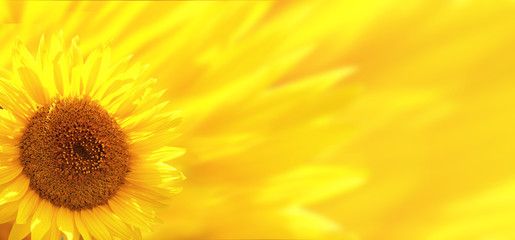 Fotomurales - Banner with sunflower