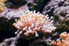Soft Coral Close Up Photo