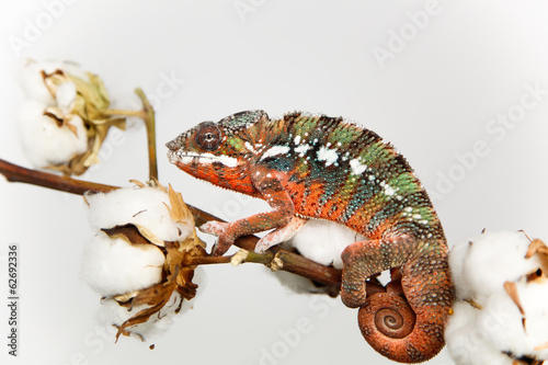 Naklejka samoprzylepna Furcifer pardalis