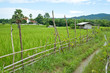 rice field with fence
