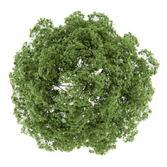 Wall Mural - top view of common maple tree isolated on white background