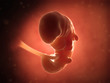 medical illustration of a human fetus month 1