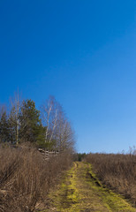 Wall Mural - road in the field