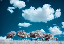 Trees On The Hill And Cumulus Clouds, Infrared (IR) Landscape