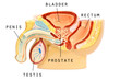 © tomschoumakers - Male genital anatomy