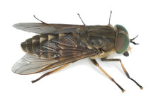 Tabanus Horsefly, Macro Photo