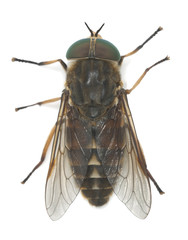 Wall Mural - Tabanus horsefly, macro photo