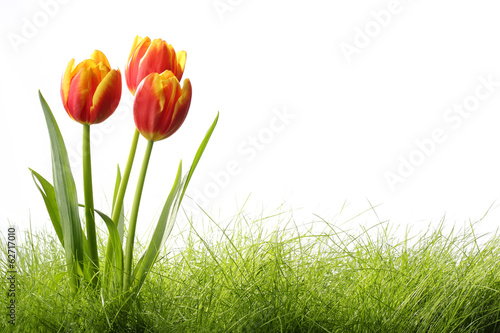 Tulips with grass