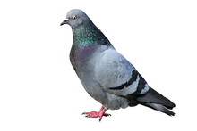Isolated Male Pigeon