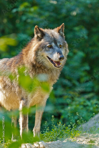 Fotoboard na płycie Wilk drewna lub amerykański szary wilk (canis lupus lycaon)