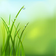 background with grass and dew