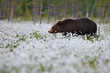 Brown Bear between cotton grass