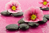 Fototapeta Tulipany - Pierwiosnki na kamieniach do spa